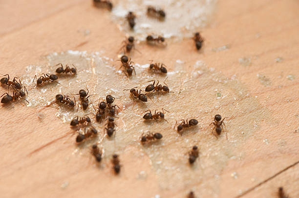 Best Affordable Pest Control Services  in Lumberton, MS