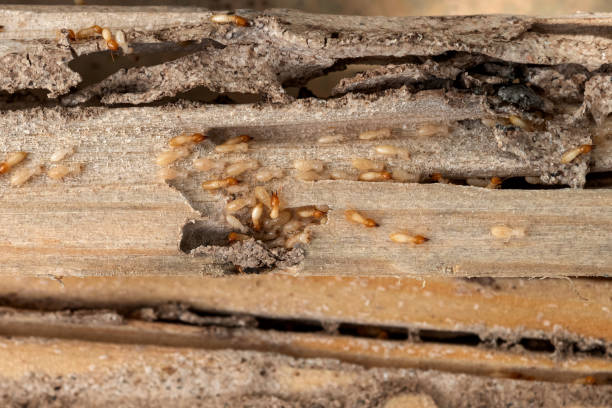 Best Pest Removal Services  in Lumberton, MS